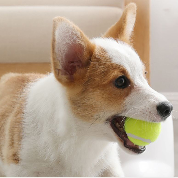 Dog Tennis Ball Automatic Launcher