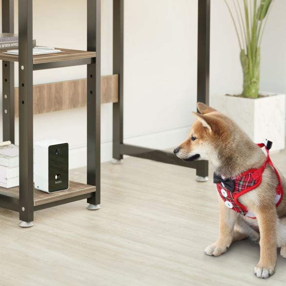 Dog camera treat dispense to monitor and check up on your pet